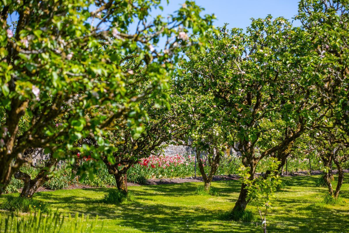Naoise Culhane orchard