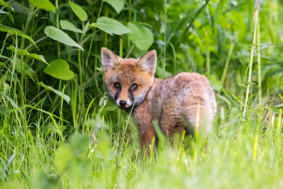 Naoise Culhane Fox cub