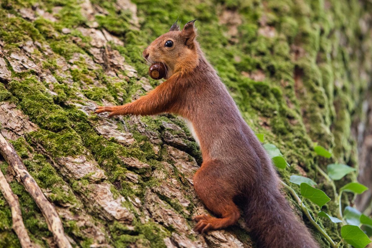 Naoise Culhane squirrel